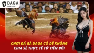 Chơi Đá Gà Daga Có Dễ Không – Chia Sẻ Thực Tế Từ Tiền Bối
