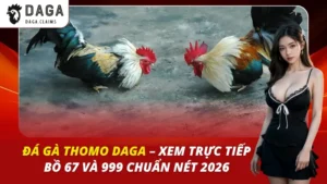 Đá Gà Thomo Daga – Xem Trực Tiếp Bồ 67 Và 999 Chuẩn Nét 2026