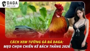 Cách Xem Tướng Gà Đá Daga: Mẹo Chọn Chiến Kê Bách Thắng 2026